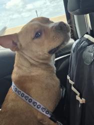 Found/Stray Unknown Dog last seen Crosstown , Corpus Christi, TX 78416