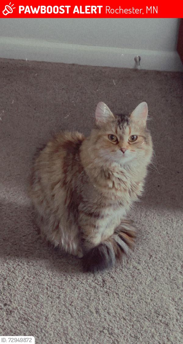 Lost Female Cat last seen Slaughter Park, Rochester, MN 55904