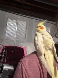 Found/Stray Unknown Bird last seen Winton Rd, East Brunswick, NJ 08816