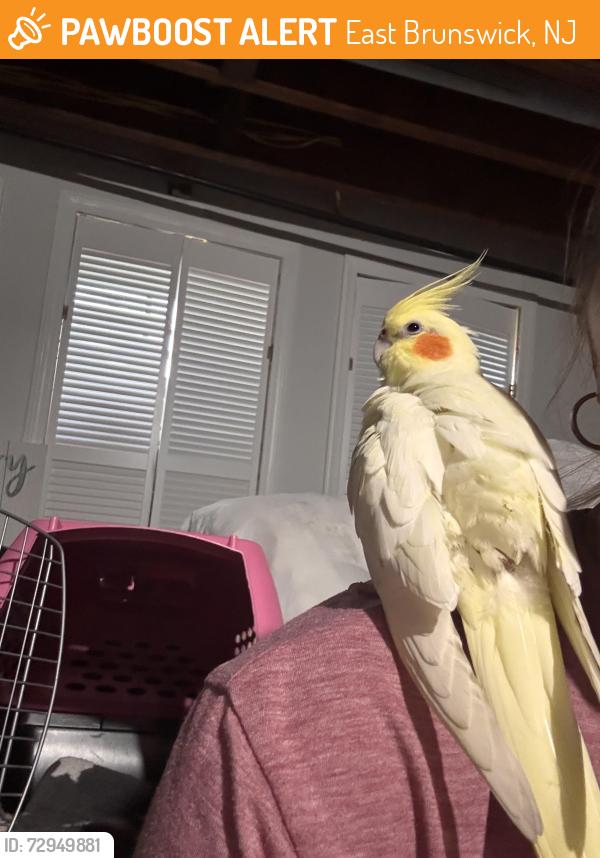 Found/Stray Unknown Bird last seen Winton Rd, East Brunswick, NJ 08816