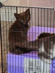 Lost Male Cat last seen tropical and pecos, North Las Vegas, NV 89081