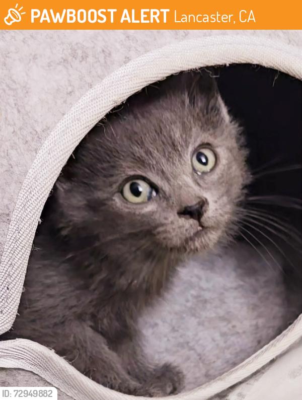 Found/Stray Unknown Cat last seen Ave. J, Lancaster, CA 93534