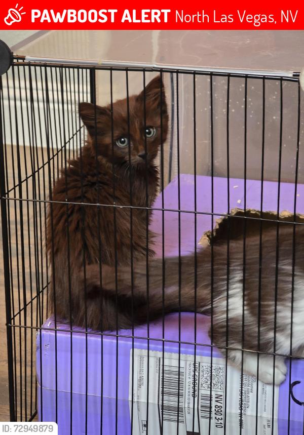 Lost Male Cat last seen tropical and pecos, North Las Vegas, NV 89081