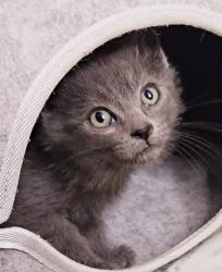 Found/Stray Unknown Cat last seen Ave. J, Lancaster, CA 93534