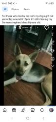 Reunited Female Dog last seen Western and britton, Oklahoma City, OK 73114