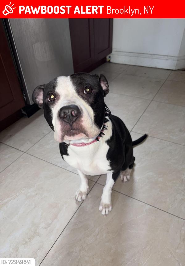 Lost Female Dog last seen Troy ave and Schenectady , Brooklyn, NY 11213