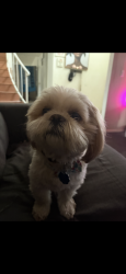 Reunited Male Dog last seen Near Powderhorn cir, Las Vegas, NV 89128