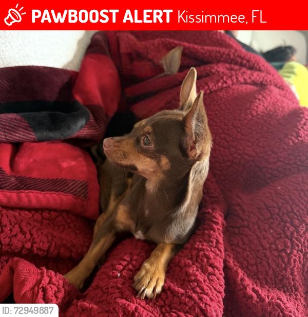 Lost Female Dog last seen Bullhill rd, Kissimmee, FL 34744