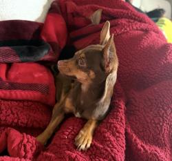 Lost Female Dog last seen Bullhill rd, Kissimmee, FL 34744
