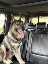 Reunited Male Dog last seen Jaudon and Wheeler , Dover, FL 33527