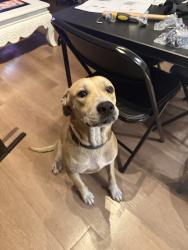 Found/Stray Male Dog last seen Walmart, San Antonio, TX 78223