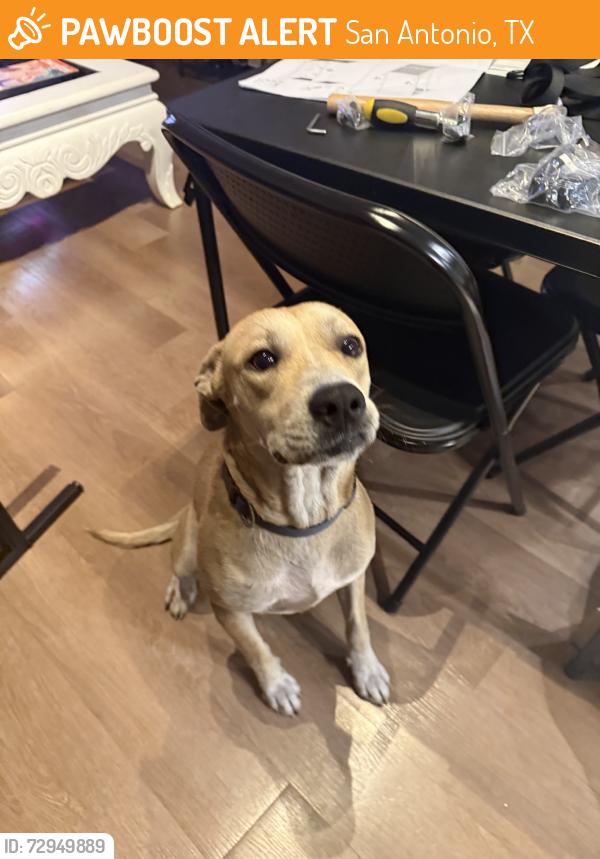 Found/Stray Male Dog last seen Walmart, San Antonio, TX 78223
