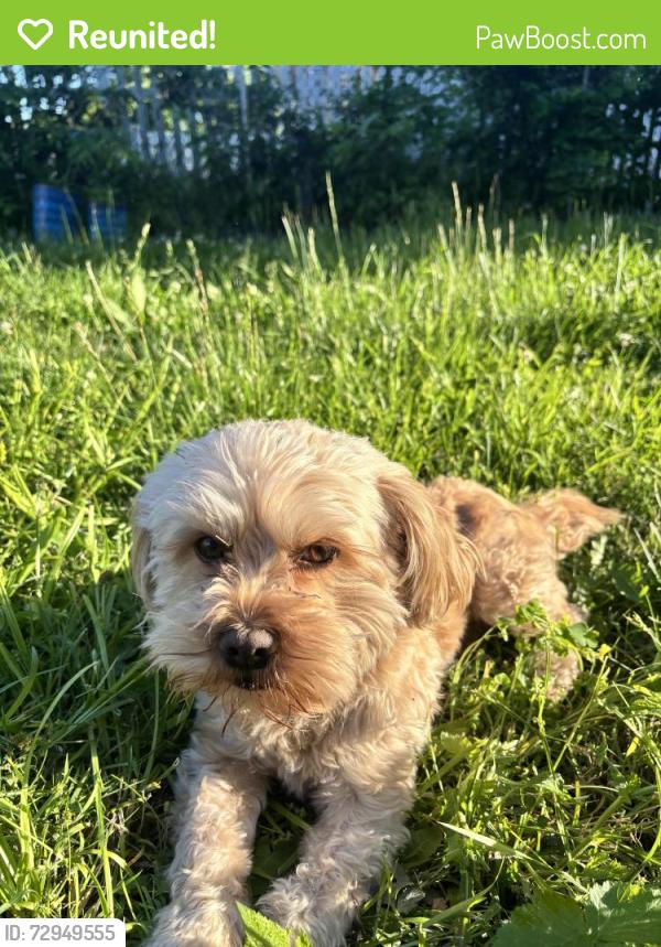 Reunited Male Dog last seen Lane st, Topeka, KS 66604