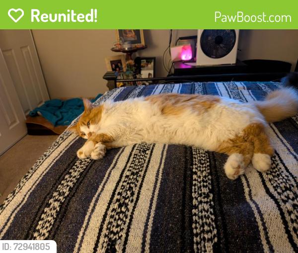 Reunited Male Cat last seen Hillsdale , Foothill Farms, CA 95842