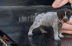 Reunited Female Dog last seen Cameron Rd/Little Rockfish Creek, Hope Mills, NC 28348