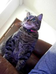 Lost Female Cat last seen Near east 9th street silver springs , Silver Springs, NV 89429