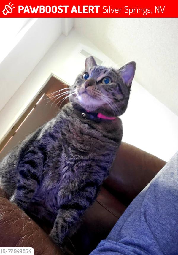 Lost Female Cat last seen Near east 9th street silver springs , Silver Springs, NV 89429