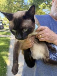 Reunited Male Cat last seen Iris Ct, San Jose, CA 95125, USA, San Jose, CA 95125