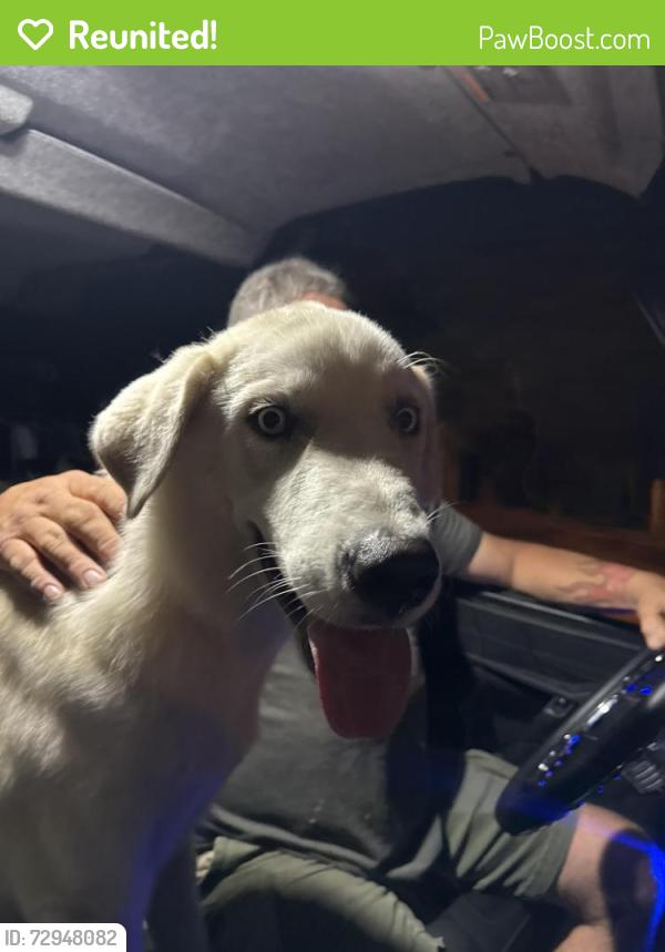 Reunited Male Dog last seen Ravensong , Houston, TX 77429