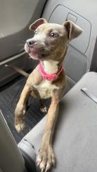 Found/Stray Female Dog last seen Jaycee Park, Waco, TX 76710