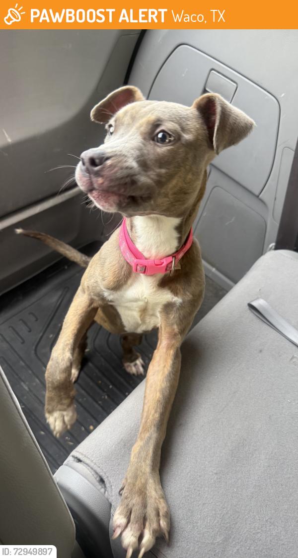 Found/Stray Female Dog last seen Jaycee Park, Waco, TX 76710