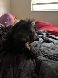 Found/Stray Unknown Dog last seen coney island , Brooksville, FL 34601