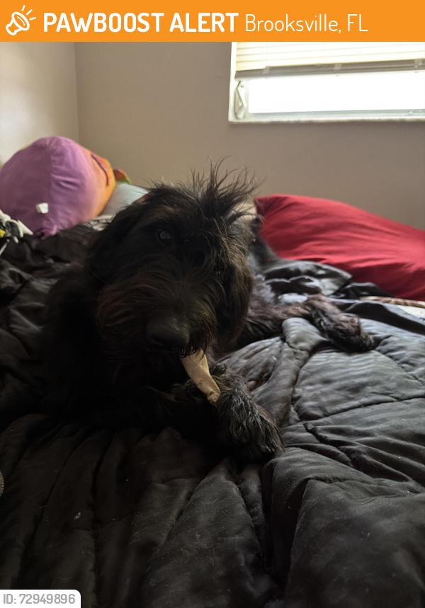 Found/Stray Unknown Dog last seen coney island , Brooksville, FL 34601