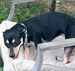 Reunited Female Dog last seen Walgreens, McDonald's , Laredo, TX 78043