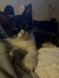 Lost Female Cat last seen Near Southwest Parkway Apt #2002, College Station, Texas 77840, College Station, TX 77840
