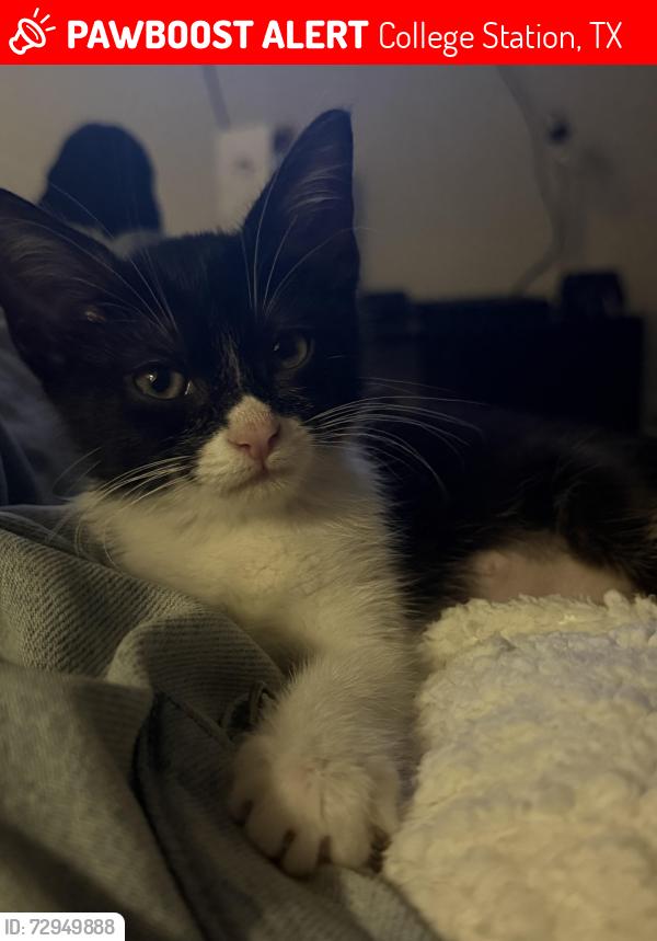 Lost Female Cat last seen Near Southwest Parkway Apt #2002, College Station, Texas 77840, College Station, TX 77840