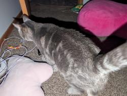 Lost Female Cat last seen Near north Chatfield street , Dover, MN 55929