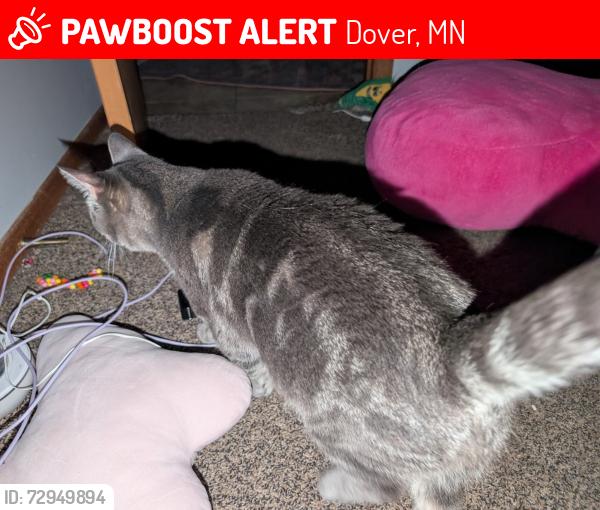 Lost Female Cat last seen Near north Chatfield street , Dover, MN 55929