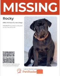 Lost Male Dog last seen Mohawk st, San Diego, CA 92115