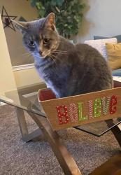 Reunited Female Cat last seen 79th/ Sunnyside , Oaklandon, IN 46236