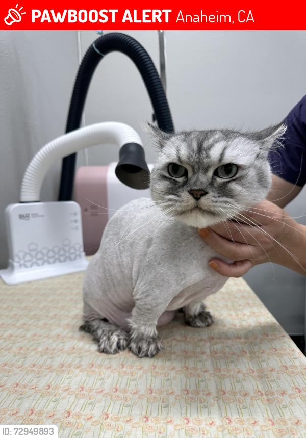 Lost Male Cat last seen Morningstar dr, Anaheim, CA 92808