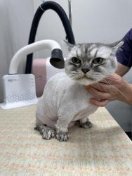 Lost Male Cat last seen Morningstar dr, Anaheim, CA 92808