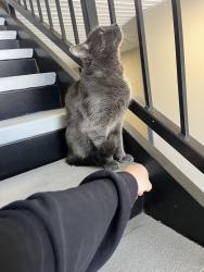 Found/Stray Male Cat last seen Jefferson Place apmts, Frederick, MD 21703