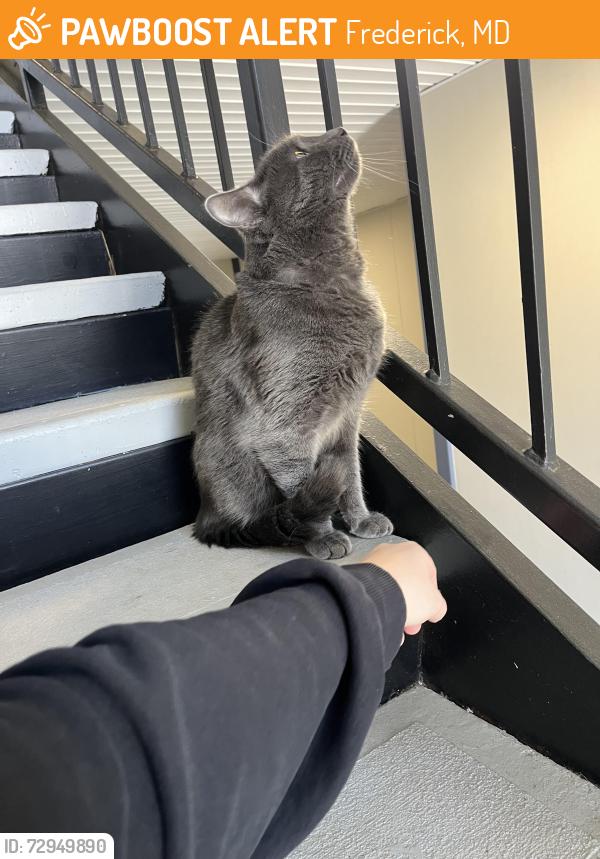 Found/Stray Male Cat last seen Jefferson Place apmts, Frederick, MD 21703