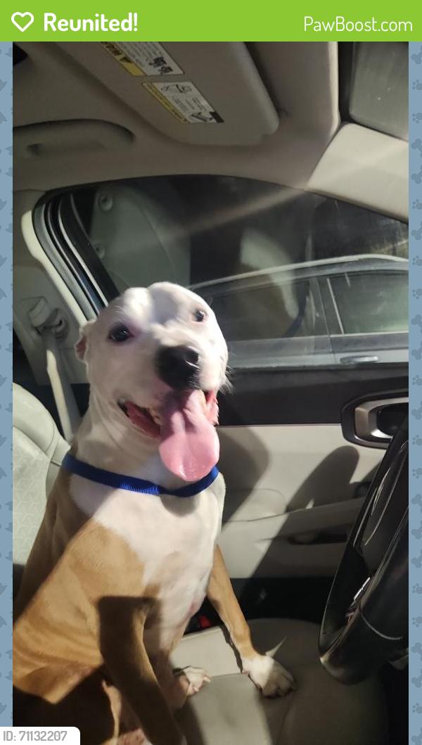 Reunited Male Dog last seen Near 14th street n , St. Petersburg, FL 33716