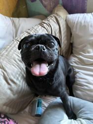 Found/Stray Male Dog last seen Gowan and cimarron, Las Vegas, NV 89129