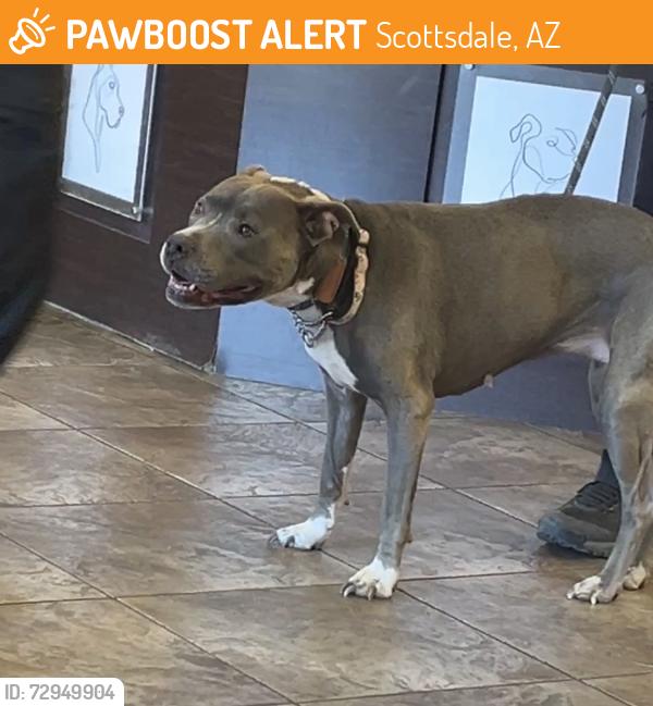Found/Stray Unknown Dog last seen Scottsdale & Thomas, Scottsdale, AZ 85257