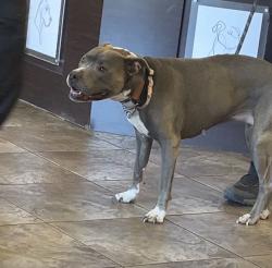 Found/Stray Unknown Dog last seen Scottsdale & Thomas, Scottsdale, AZ 85257