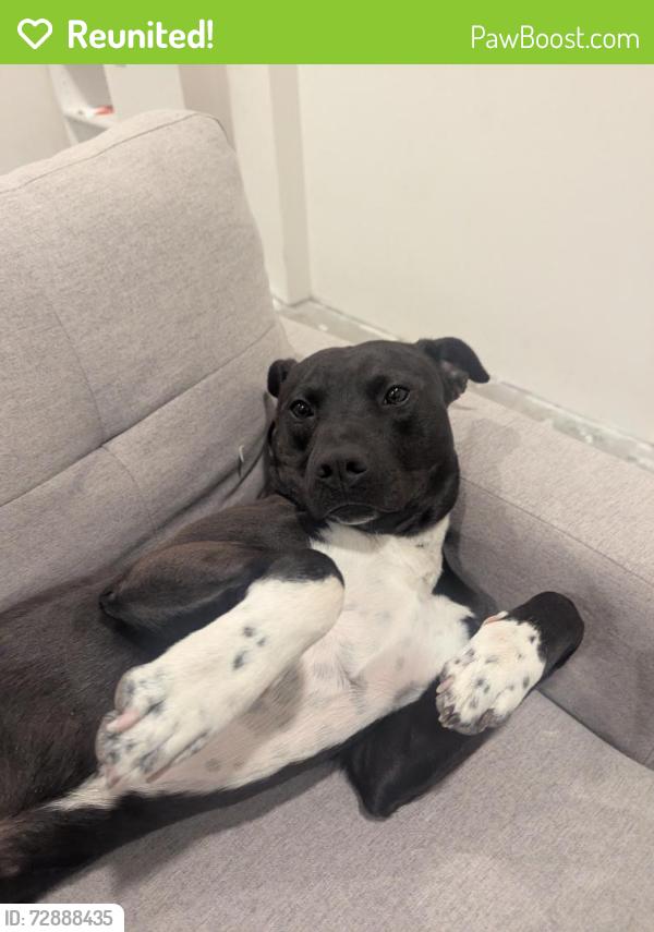 Reunited Male Dog last seen behind hse, unknown, Cleveland, TN 37323