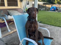 Lost Male Dog last seen Walmart and American freight , Escambia County, FL 32507