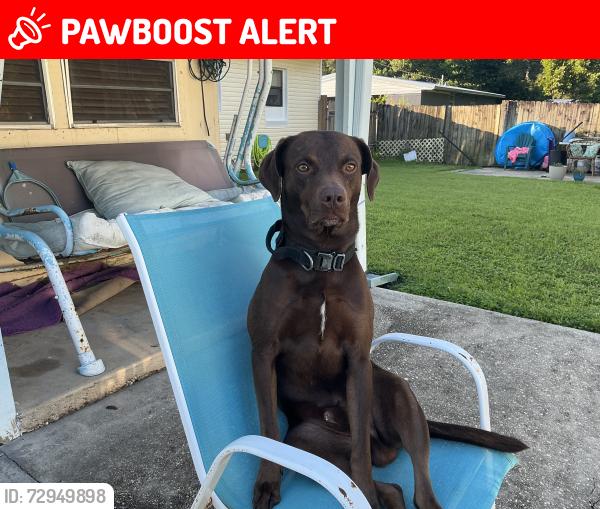 Lost Male Dog last seen Walmart and American freight , Escambia County, FL 32507