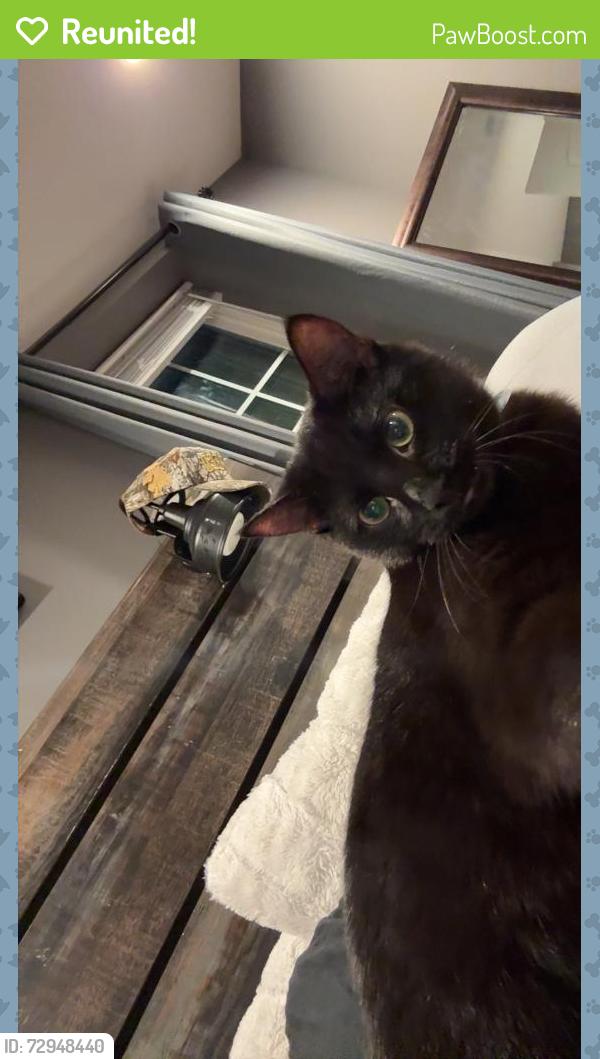 Reunited Male Cat last seen Warlocks church road , Connelly Springs, NC 28612