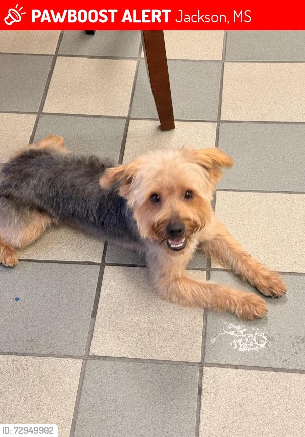 Lost Male Dog last seen Jackson MS. MCDOWELL Rd. Near Castle Hill Drive , Jackson, MS 39204