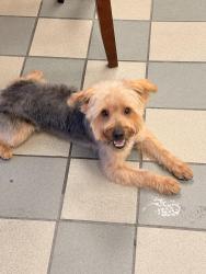 Lost Male Dog last seen Jackson MS. MCDOWELL Rd. Near Castle Hill Drive , Jackson, MS 39204