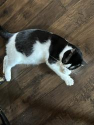 Lost Female Cat last seen Highway 95 E, Clinton, AR 72031