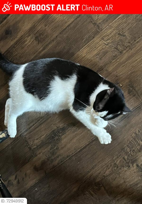 Lost Female Cat last seen Highway 95 E, Clinton, AR 72031